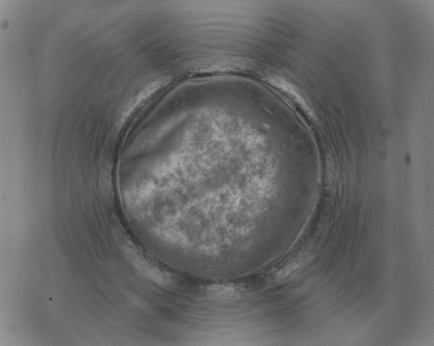 X0000074340394200609082102