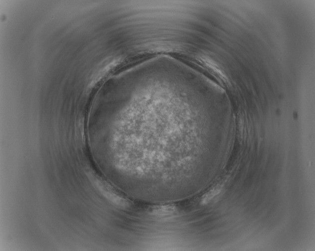 X0000074340398200609082102