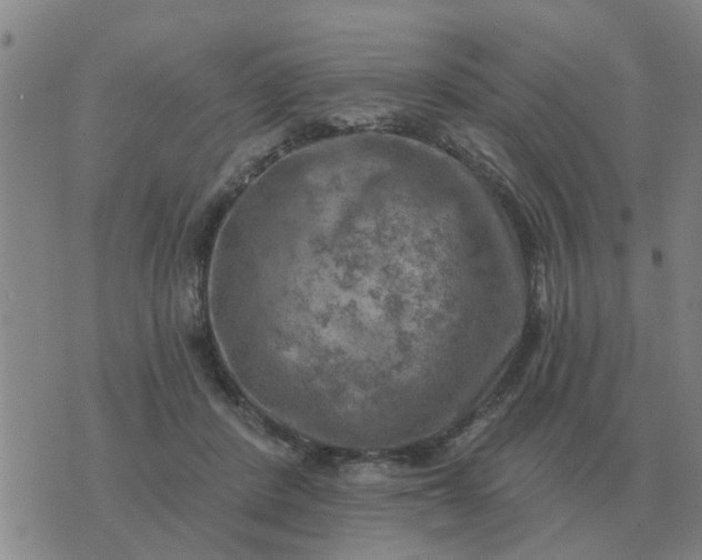 X0000074340408200609082102