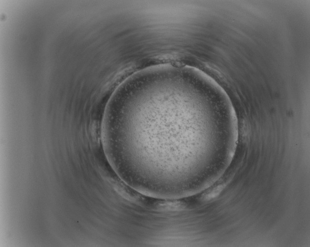 X0000074340428200609082102