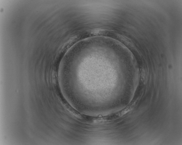 X0000074340470200609082102