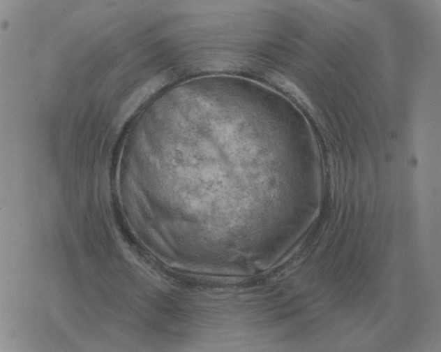 X0000074340482200609082101