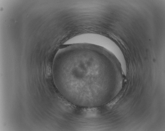 X0000074340517200609082100