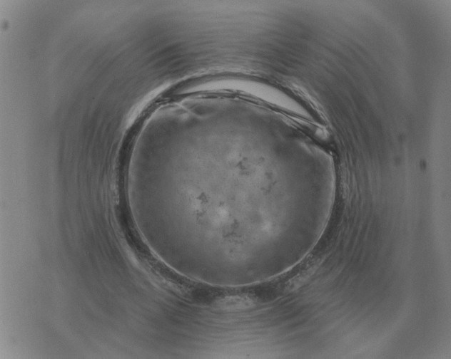 X0000074340536200609082059