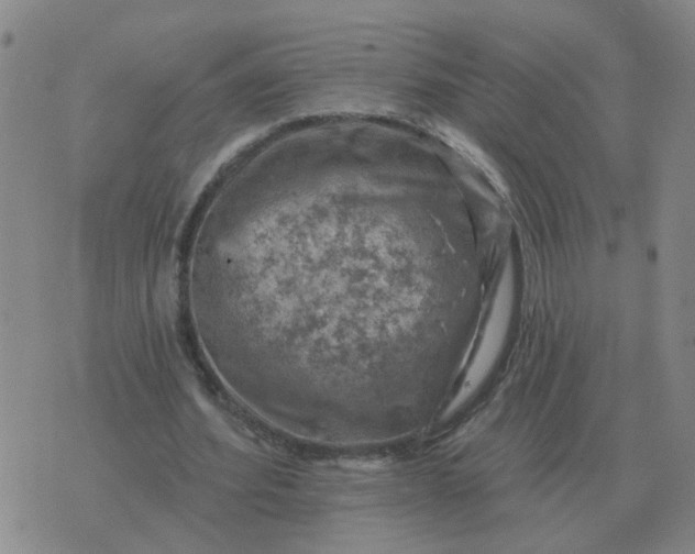 X0000074340580200609082059