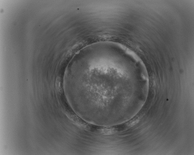 X0000074340615200609082059