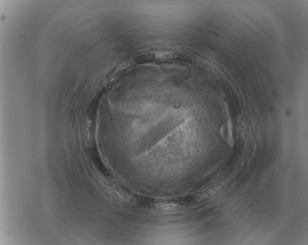 X0000074340650200609082058