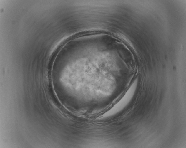 X0000074340676200609082058