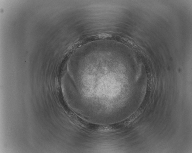 X0000074340704200609082057