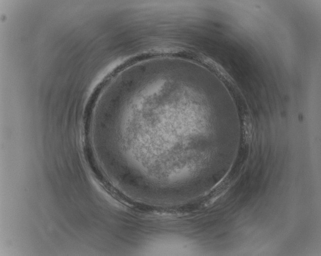 X0000074340726200609082056