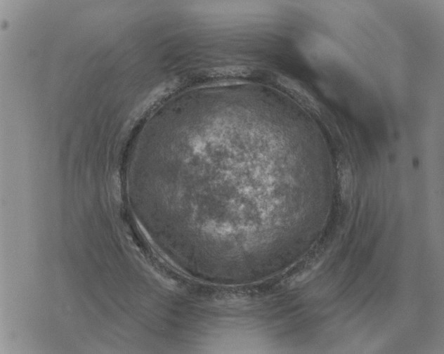 X0000074340729200609082056