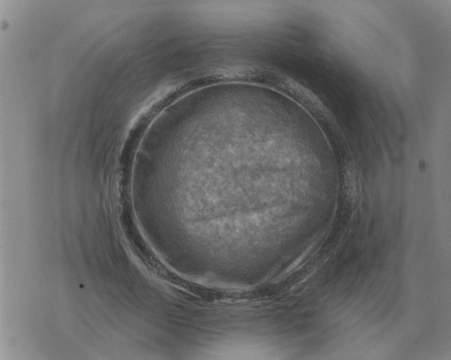 X0000074340730200609082056