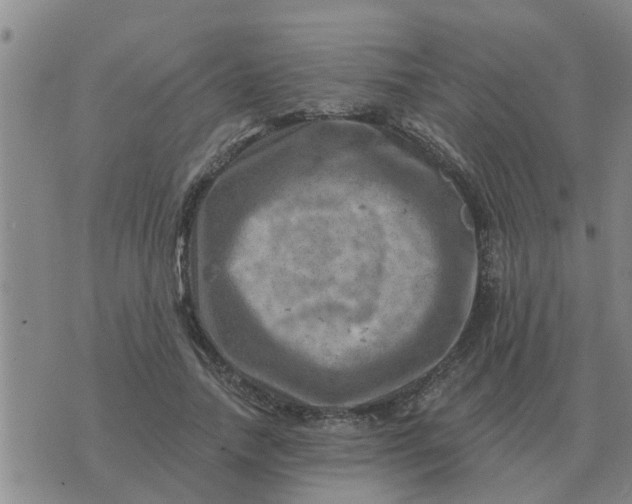 X0000074340738200609082056