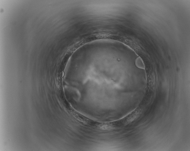 X0000074340755200609082057