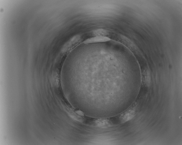 X0000074340762200609082057