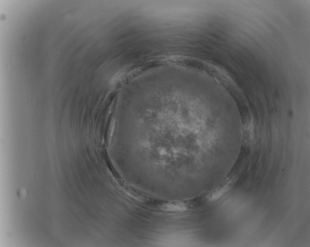 X0000074340765200609082057