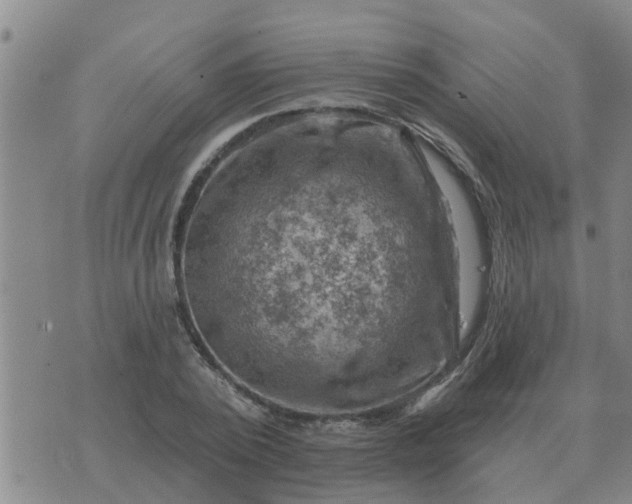 X0000074340784200609082056