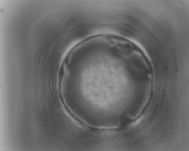 X0000074340815200609082055