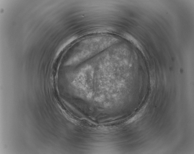 X0000074340827200609082055