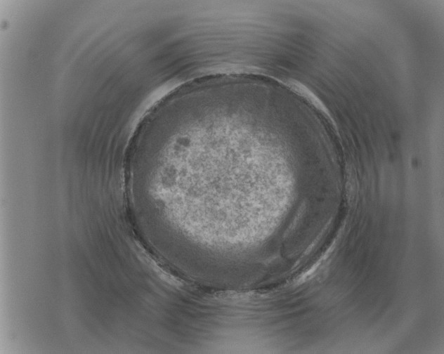 X0000074340831200609082055