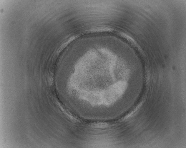 X0000074340833200609082055