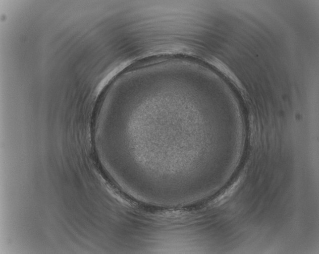 X0000074340834200609082055