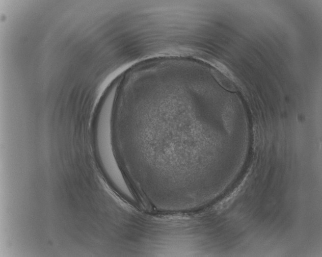 X0000074340838200609082055