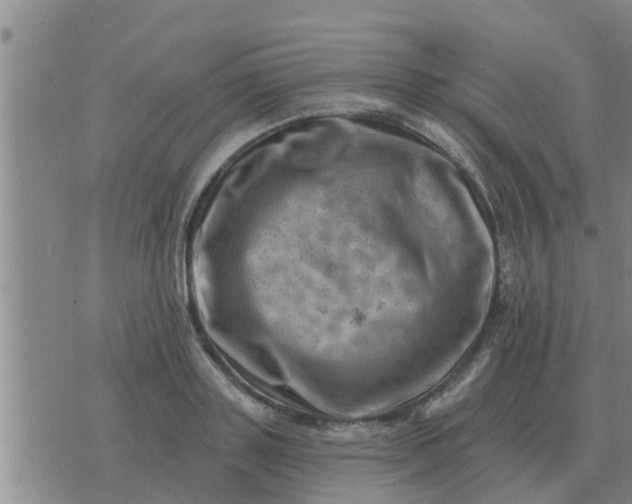 X0000074340843200609082055