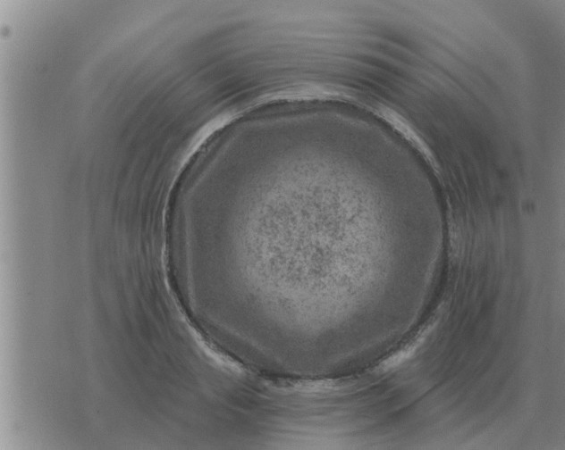 X0000074340845200609082055