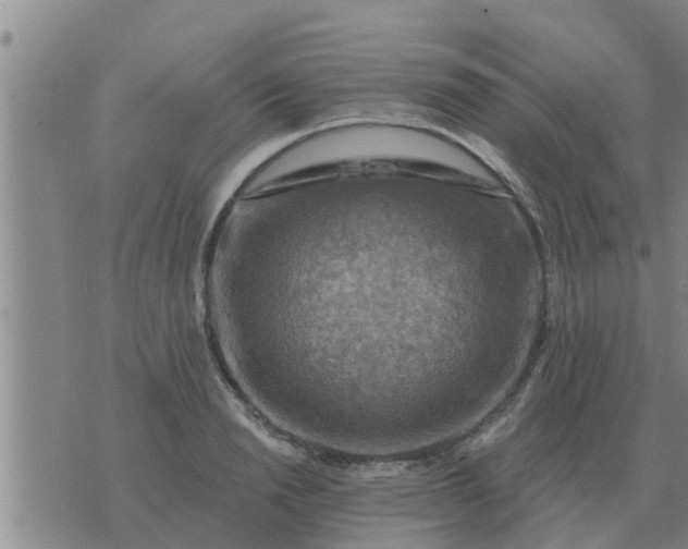 X0000074340846200609082055