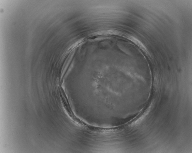 X0000074340849200609082055