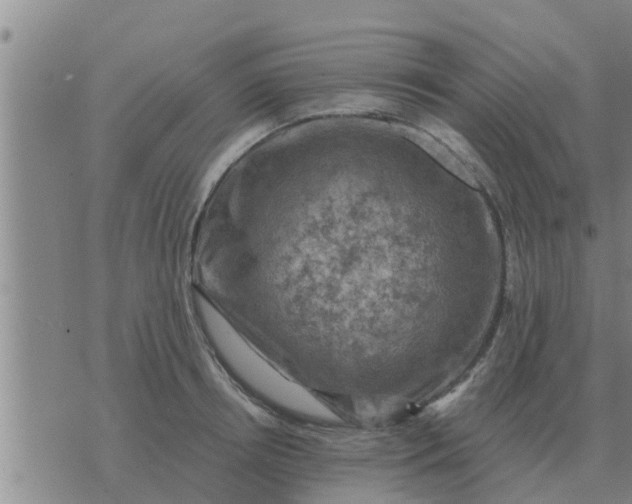 X0000074340850200609082055