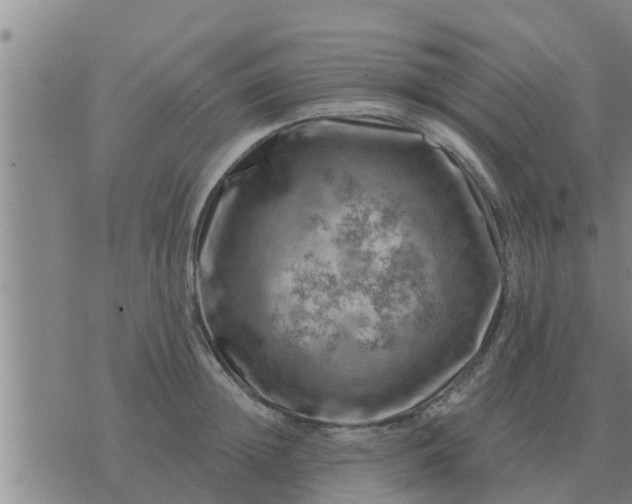 X0000074340852200609082055