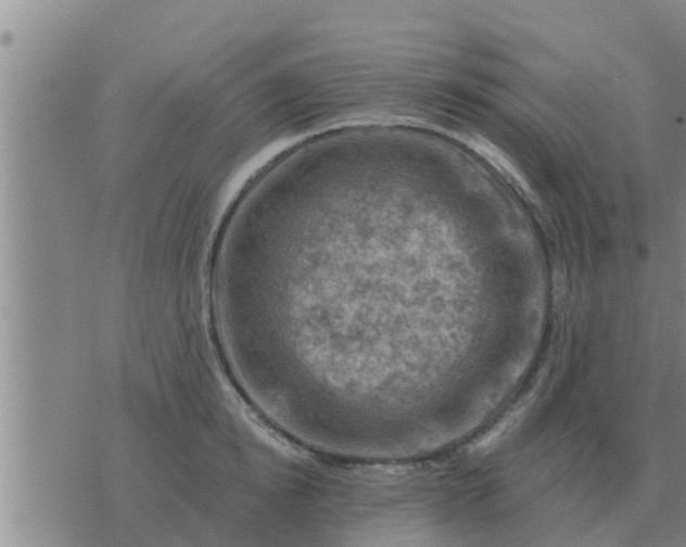 X0000074340854200609082055