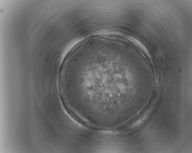 X0000074340855200609082055