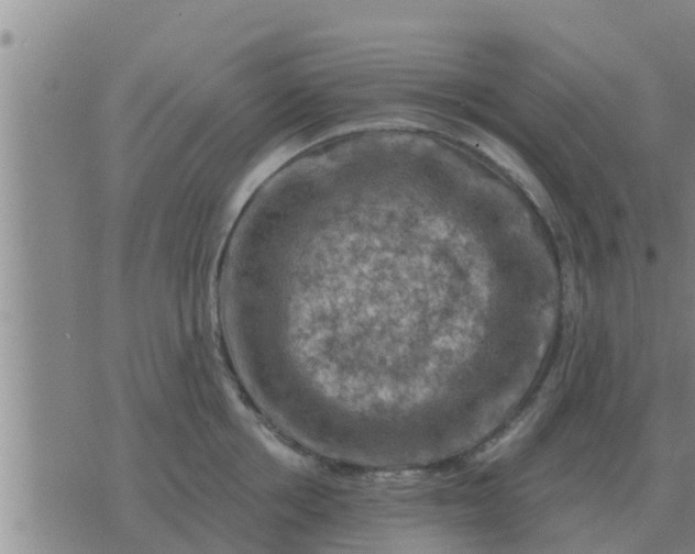 X0000074340858200609082055