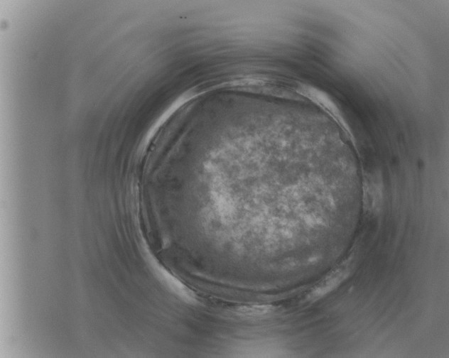 X0000074340859200609082055