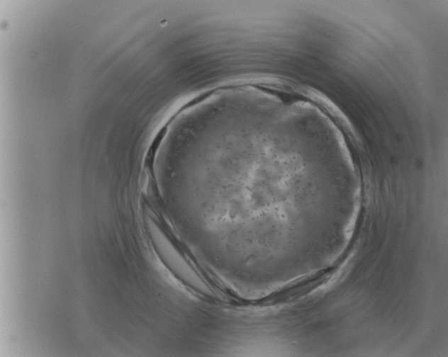 X0000074340860200609082055