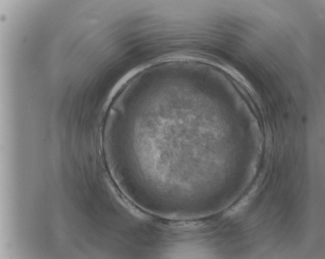 X0000074340862200609082055