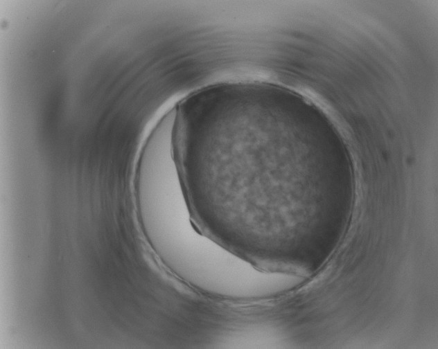 X0000074340864200609082055