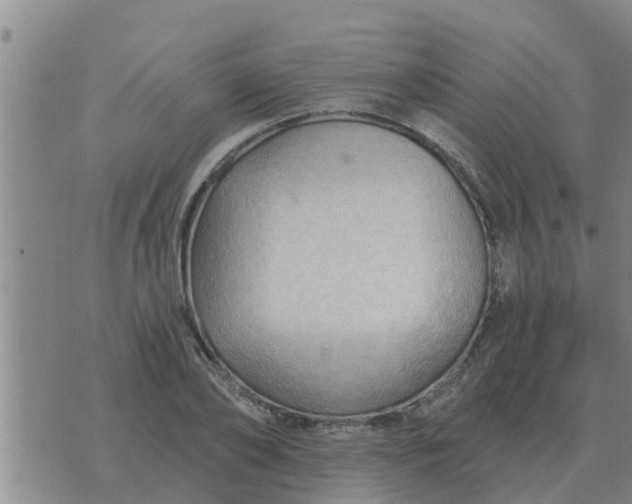 X0000074340886200609082054