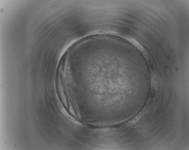 X0000074340896200609082054