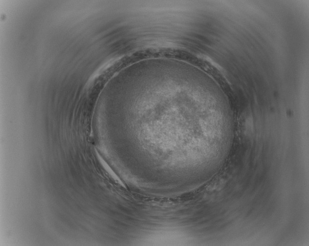 X0000074340919200609082053