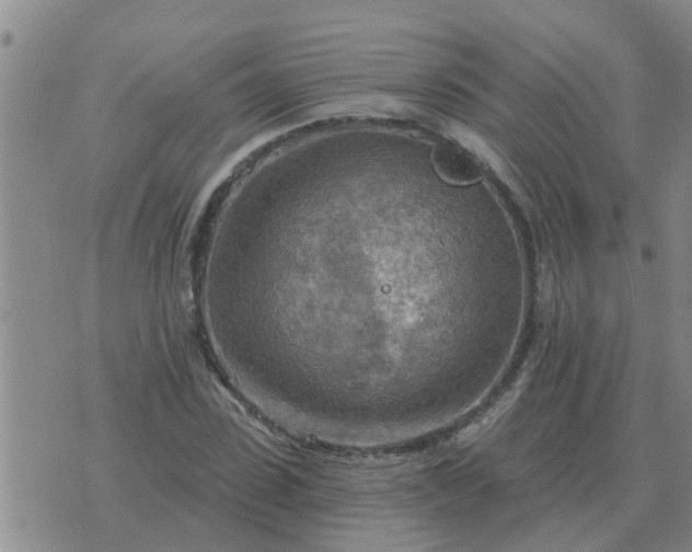 X0000074340923200609082053