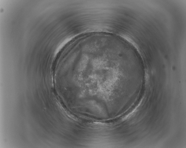 X0000074340925200609082053