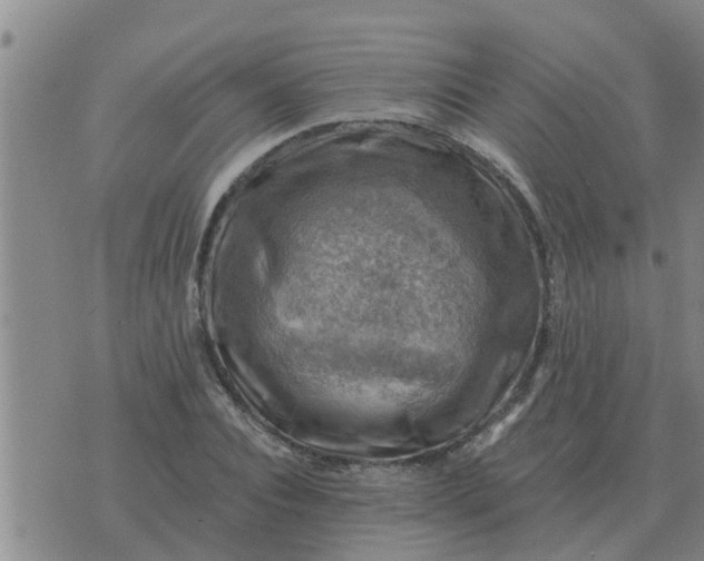 X0000074340928200609082053