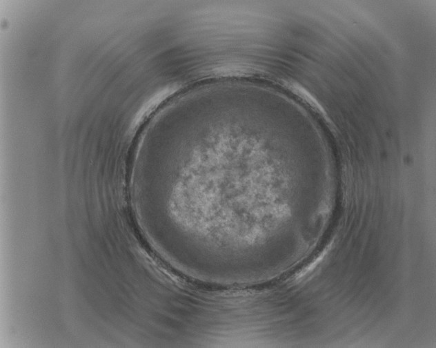 X0000074340930200609082053