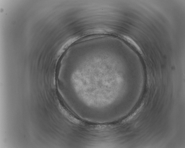 X0000074340938200609082053