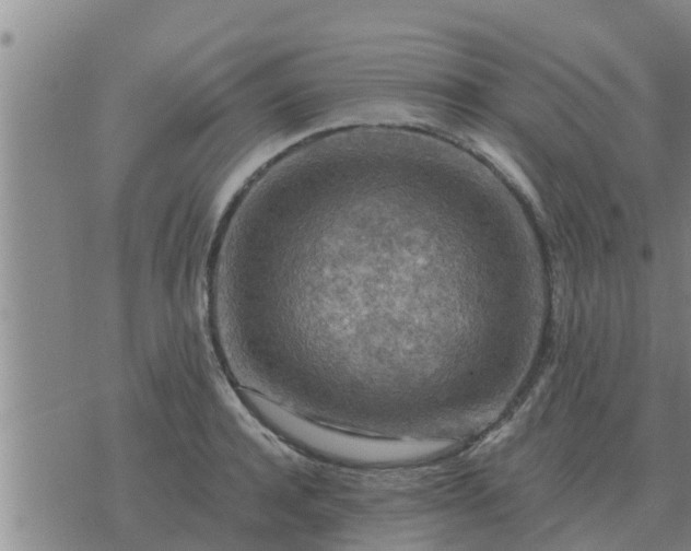 X0000074340944200609082054