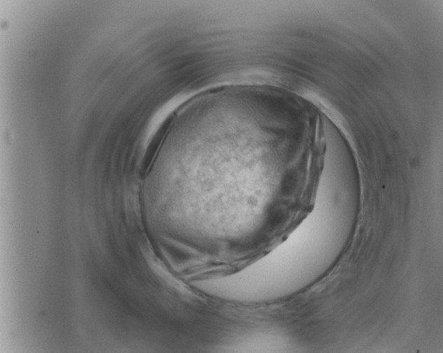 X0000074340960200609082054